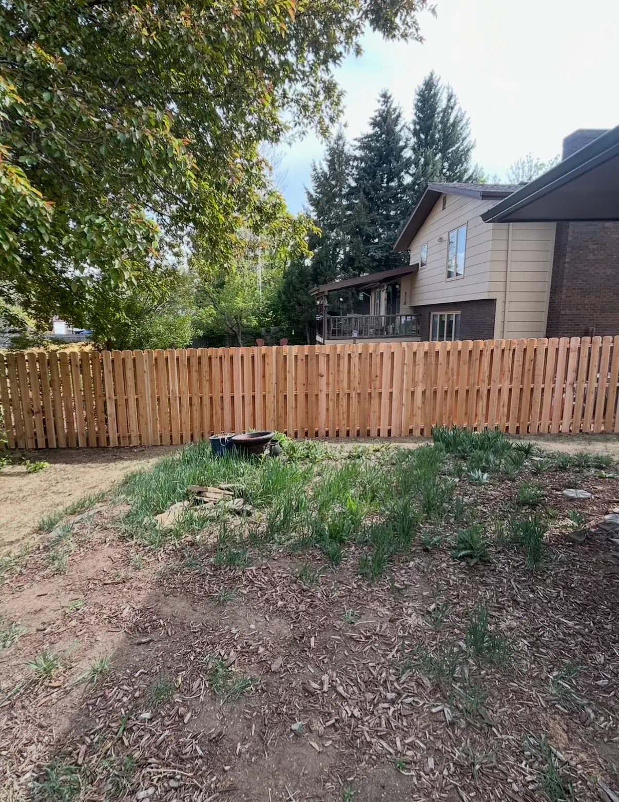 New cedar picket fence enclosing a tree-lined residential backyard